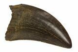 Serrated, Tyrannosaur (Nanotyrannus?) Tooth - Montana #129380-1
